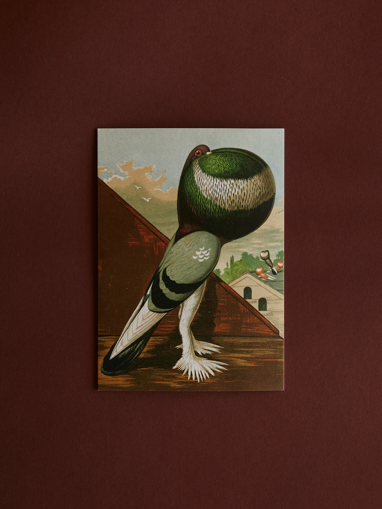 Green Pouter Cock Card With Envelope