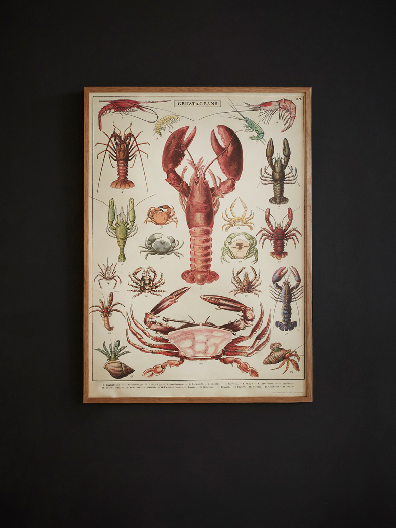 Poster Crustaceans