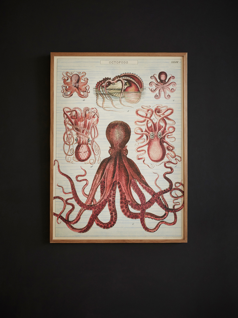 Poster Octopods