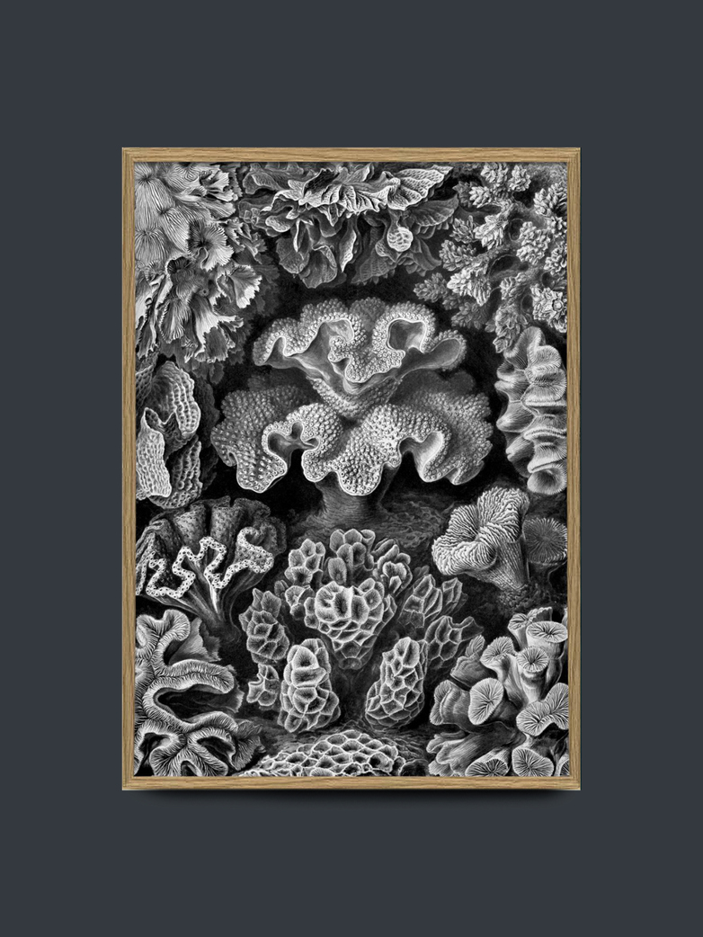 Hexacoralla 70x100