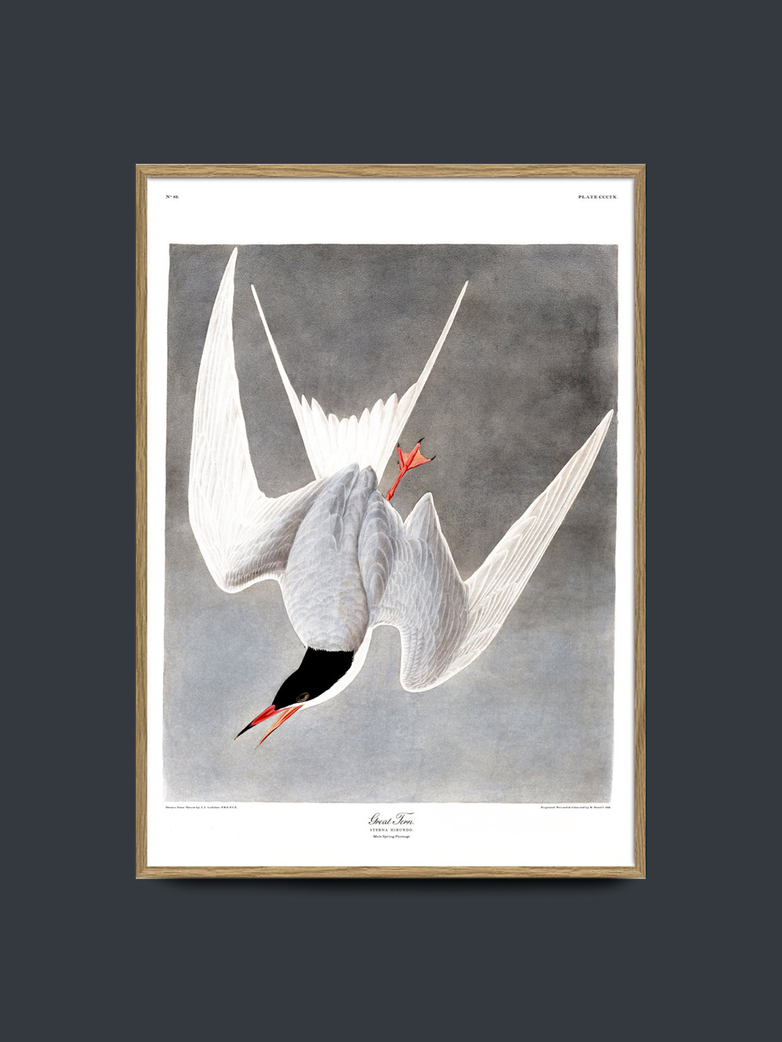 Great Tern 70x100