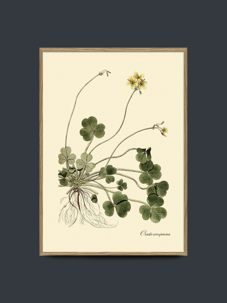 Oxalis Compressa 70x100