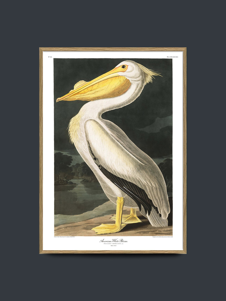 American White Pelican 50x70