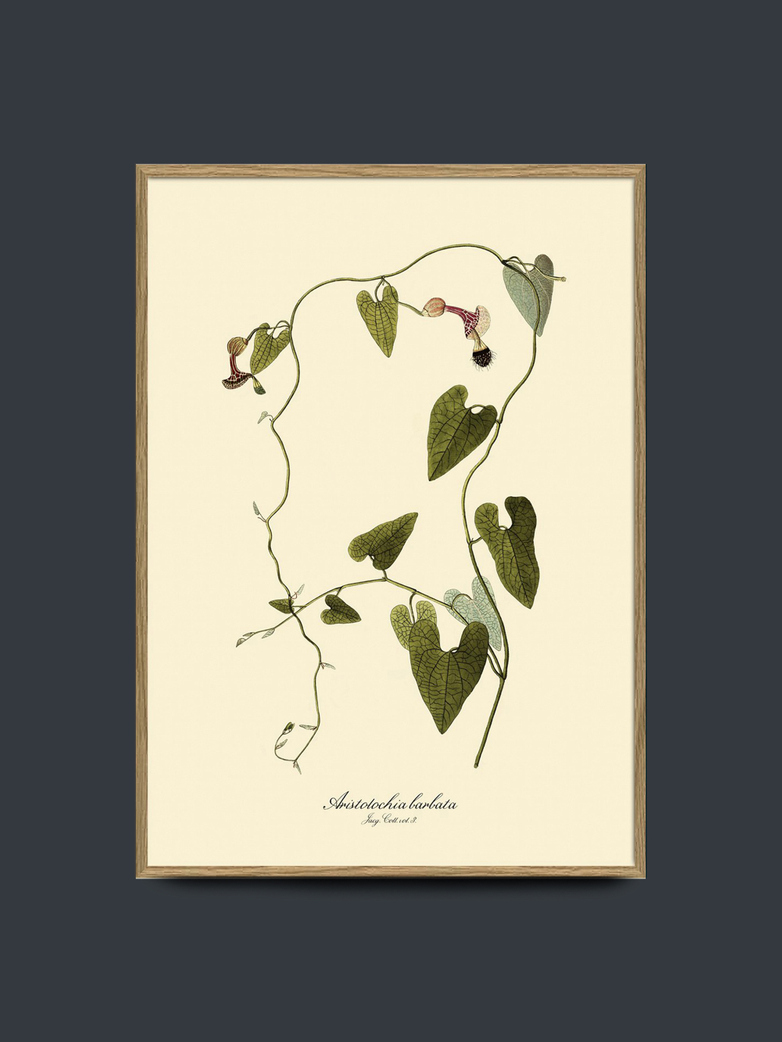 Aristolochia Babata 50x70