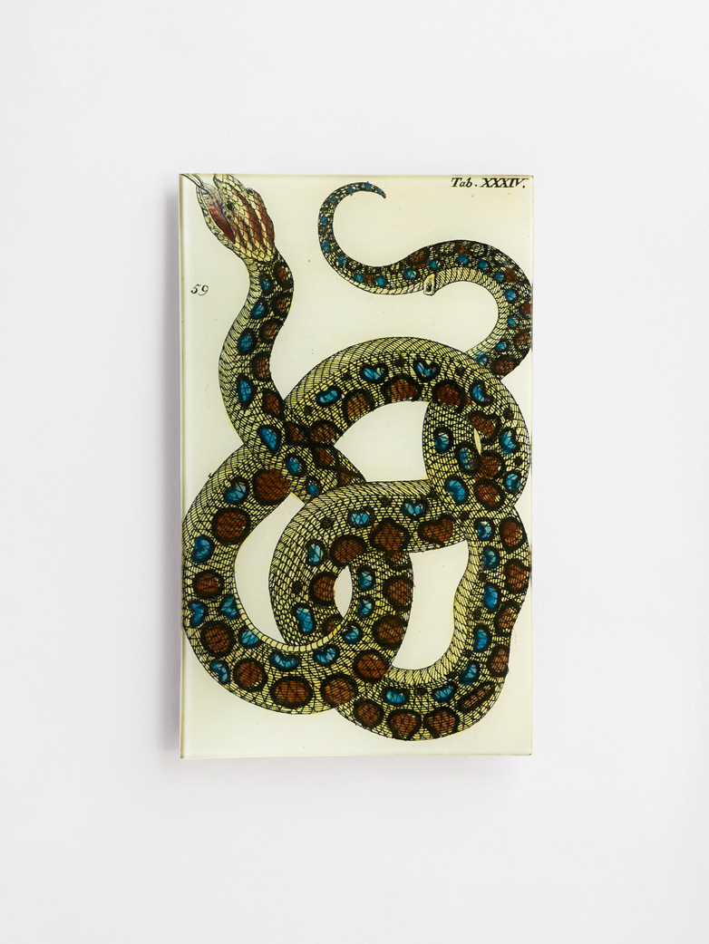 Snake XXXIV Rectangle Tray