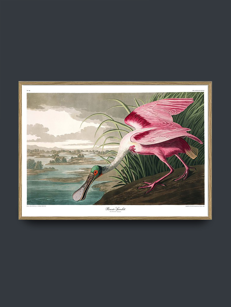 Spoonbill - 70x100 cm