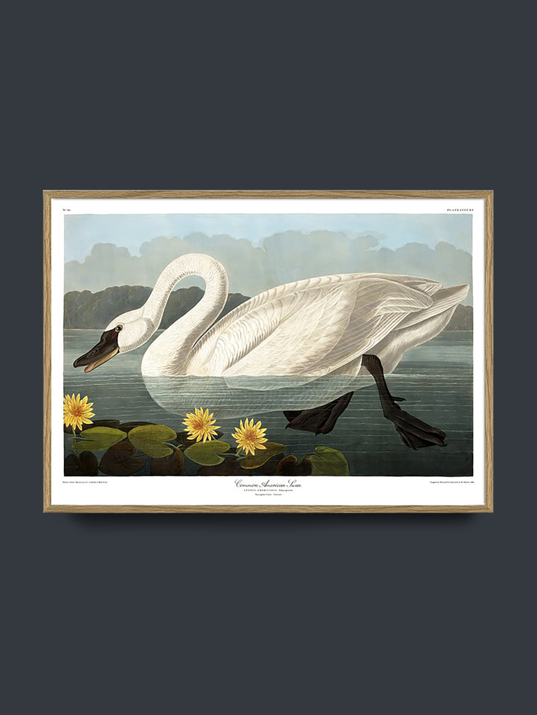 Swan - 50x70 cm