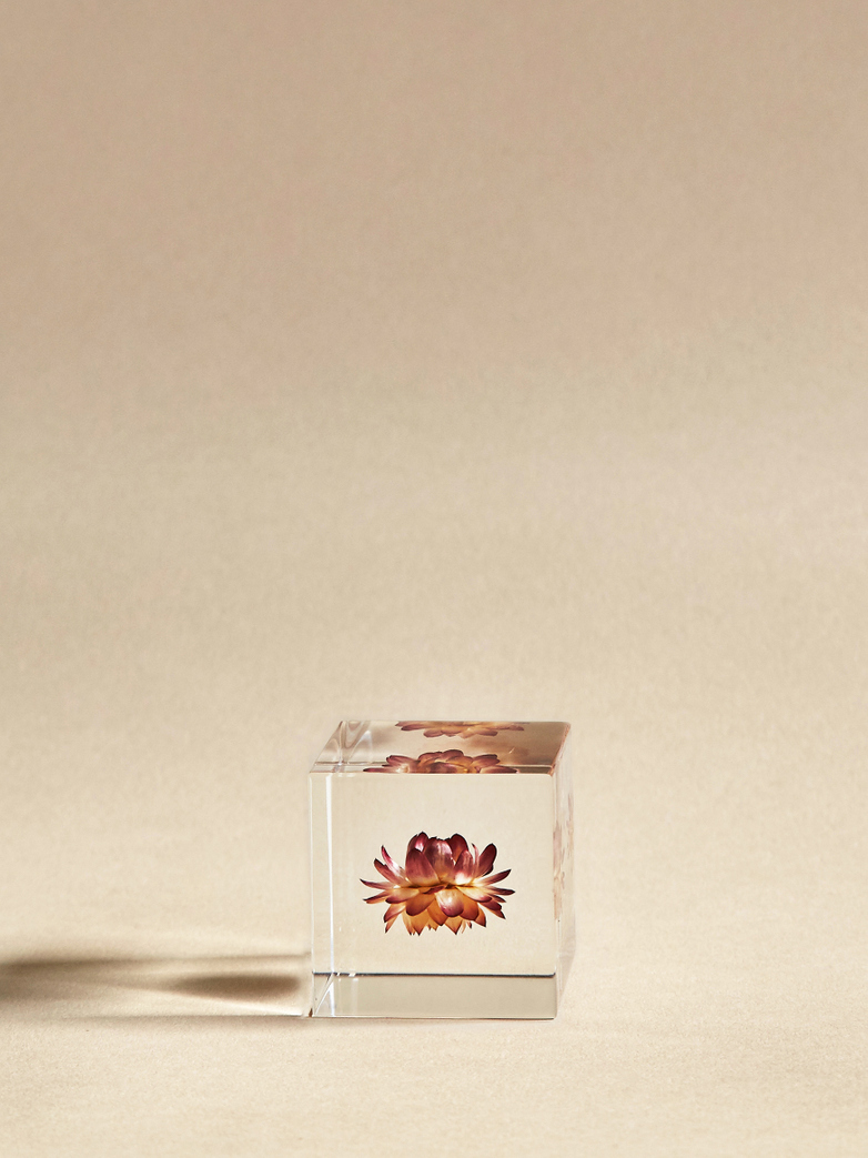 Strawflower Cube
