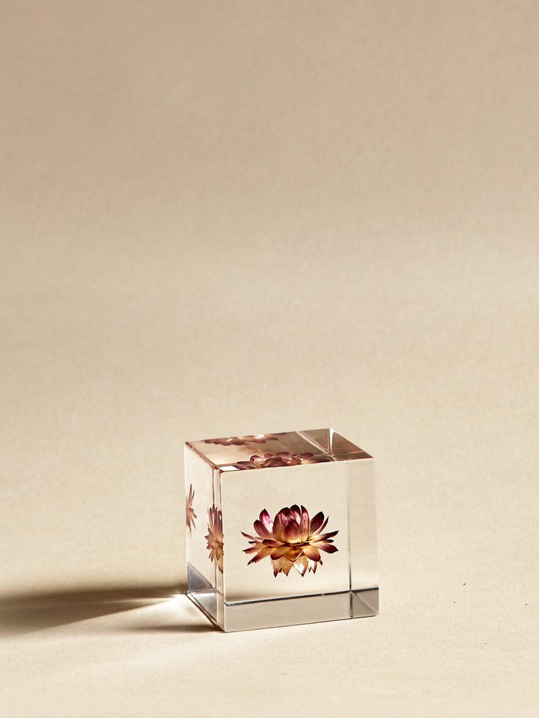 Strawflower Cube