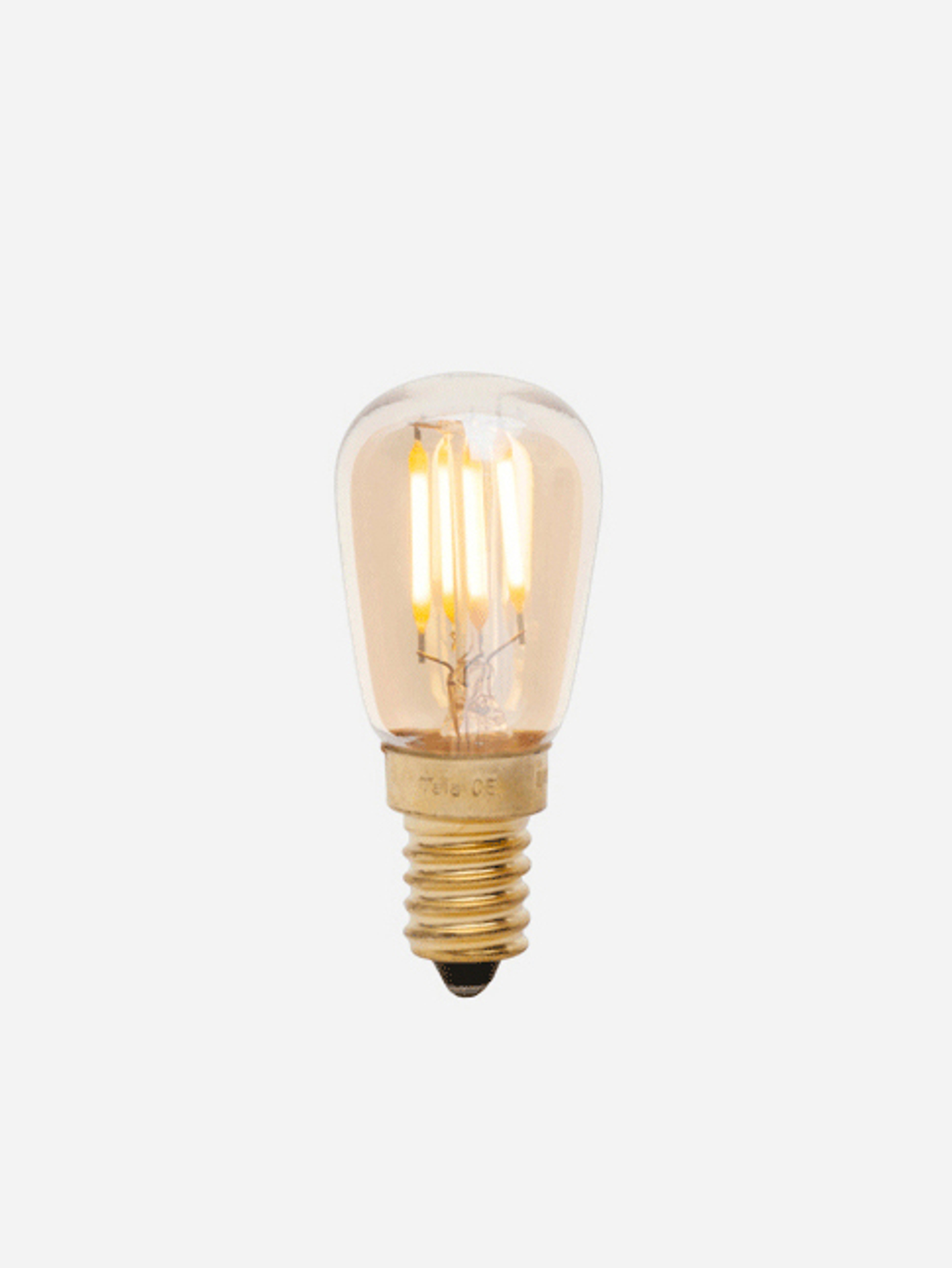 18290 5c6aa04e12 Tala Pygmy Bulb Portrait