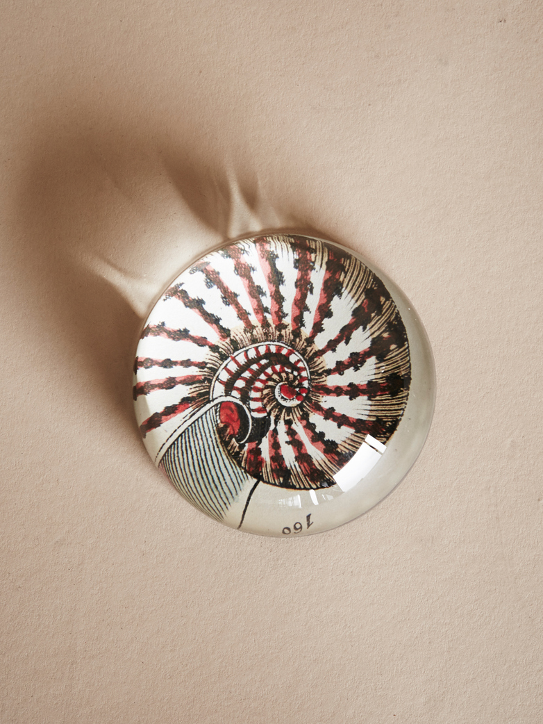 Paperweight Dome – Nautilus