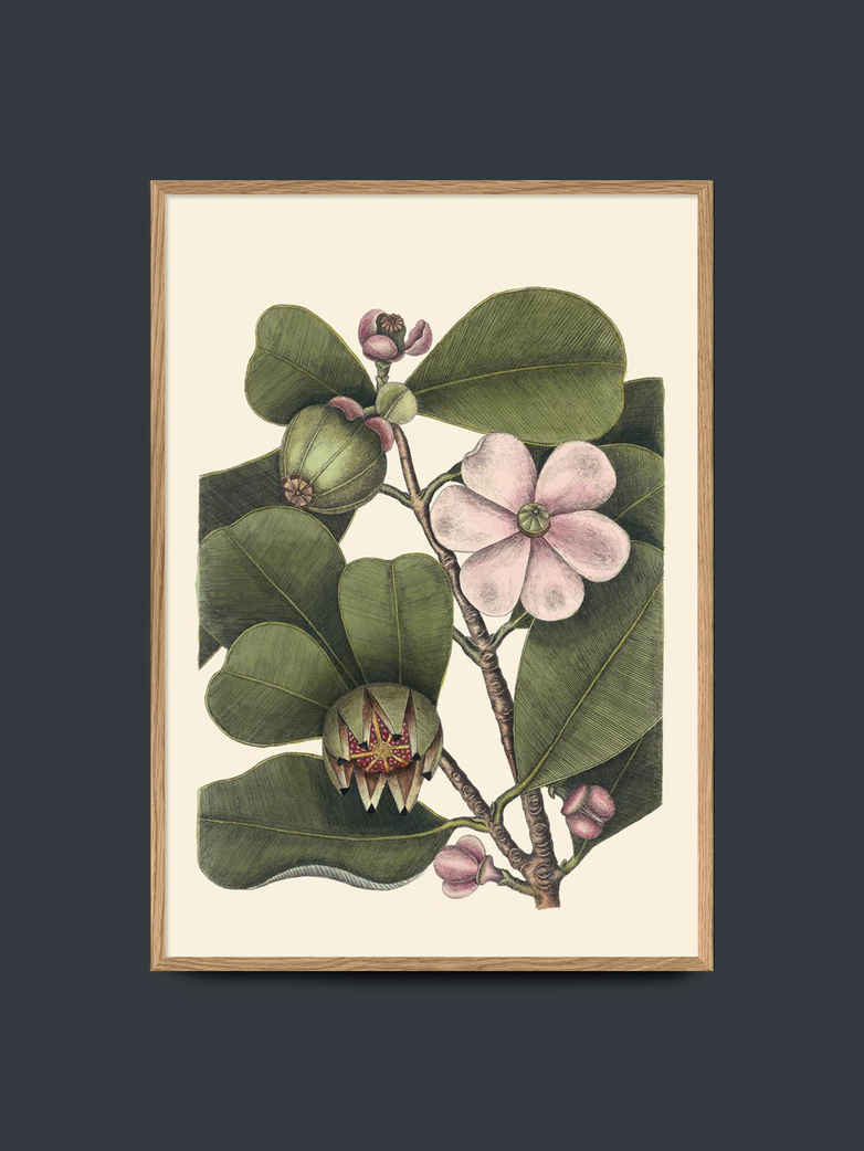 Balsam Tree – 50x70