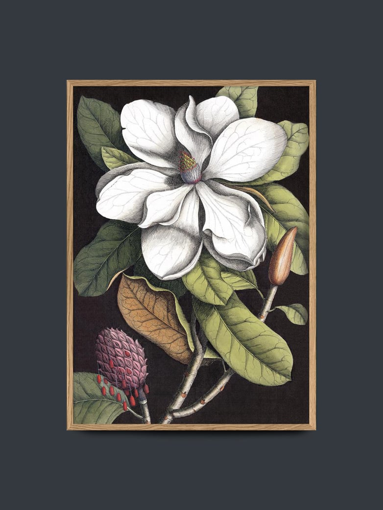 Blooming White Magnolia – 50x70