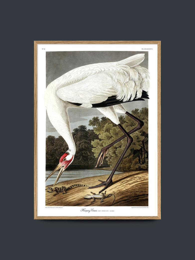 Whooping Crane – 50x70