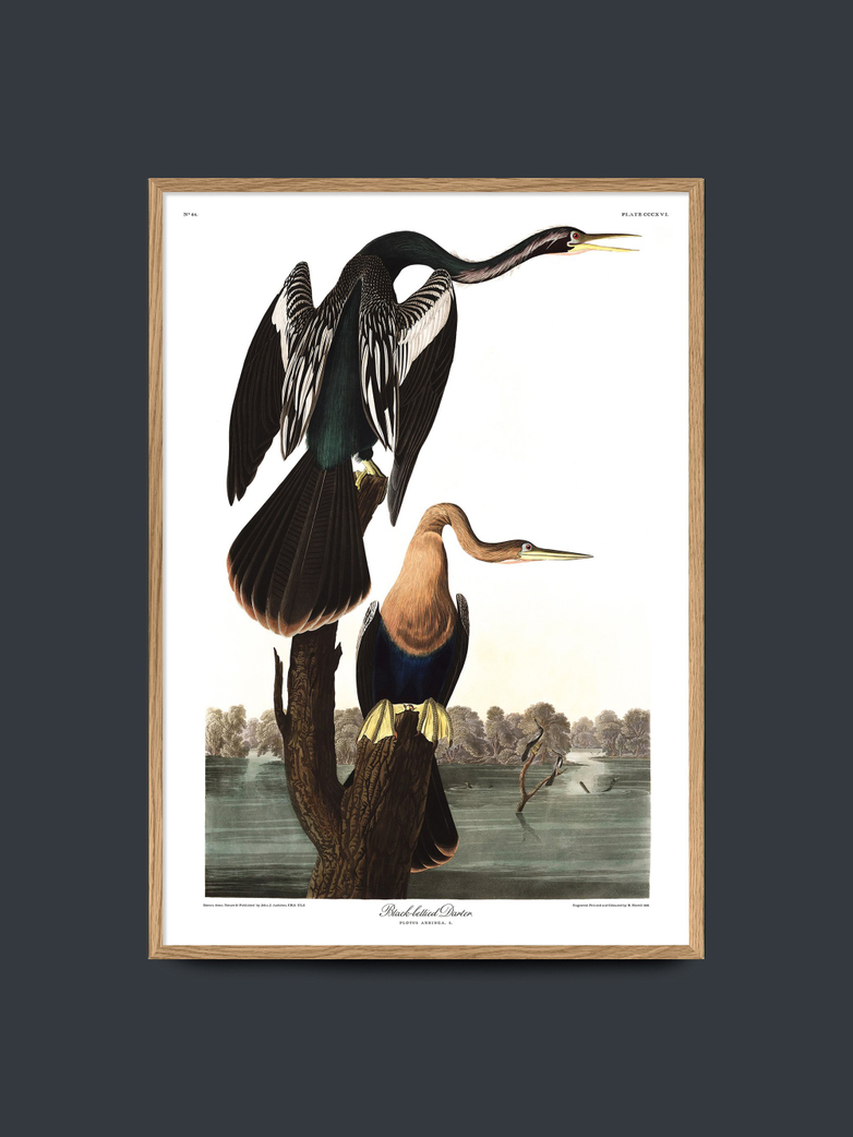 Black Bellied Darter – 70x100