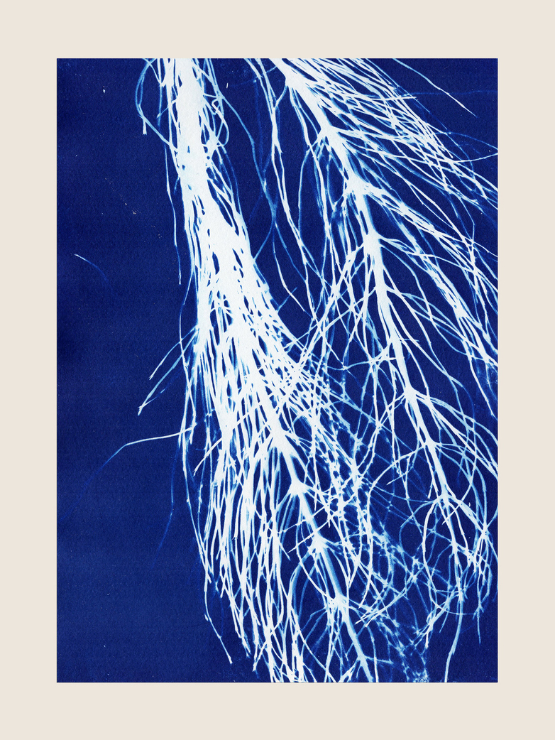 Cyanotypi - 50 x 70 cm