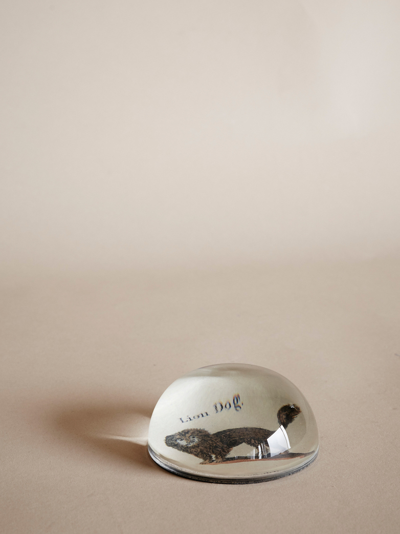 Paperweight Dome – Lion Dog
