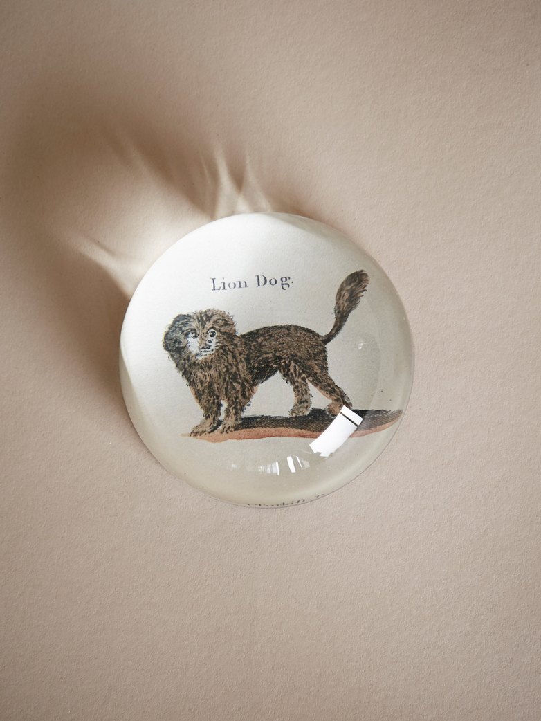 Paperweight Dome – Lion Dog