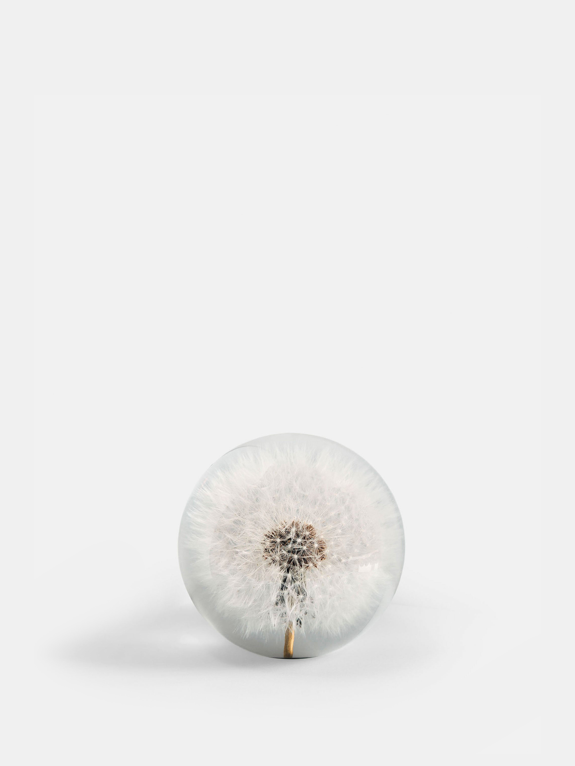 2526 84b616e823 Botanical Paperweight Dandelion Small Portrait