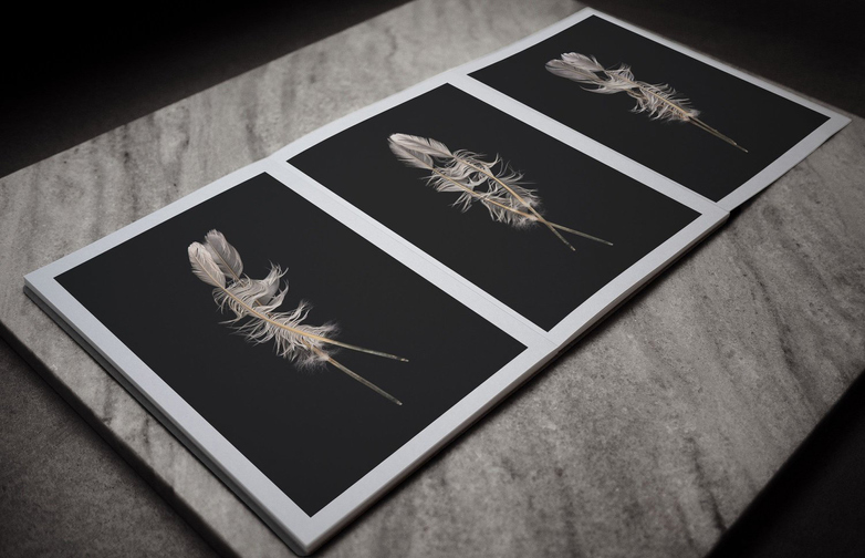 Artist Edition – Weight of A Feather