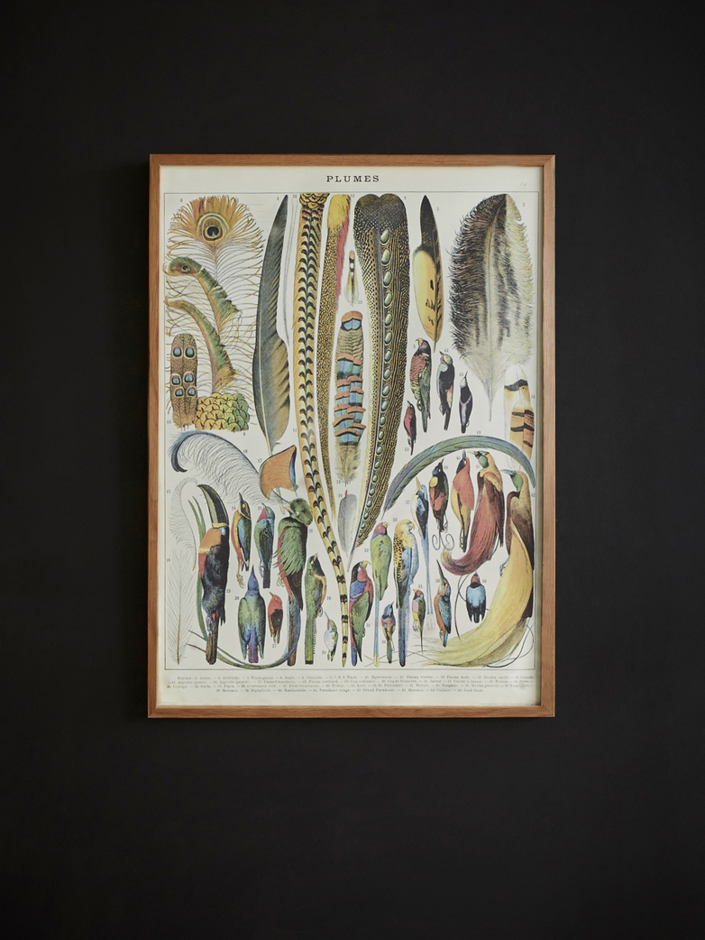 Poster Plumes