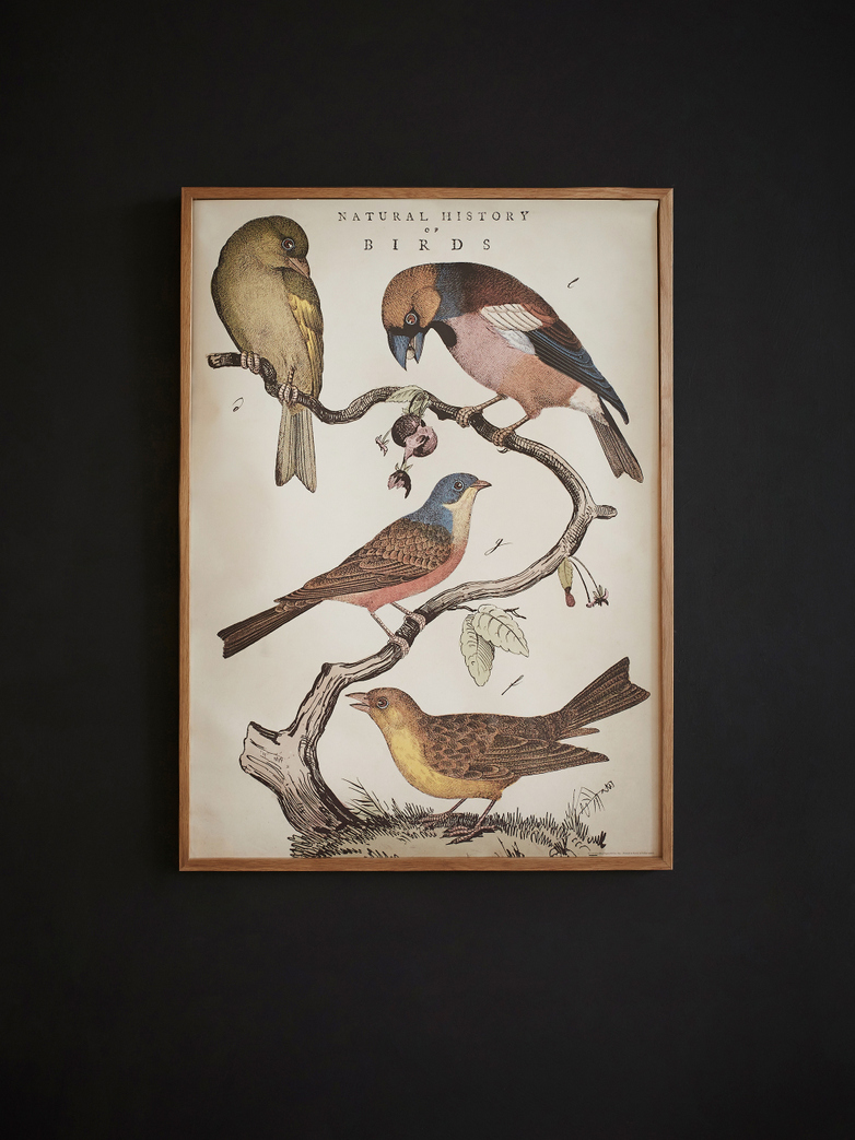 Poster Natural History Birds