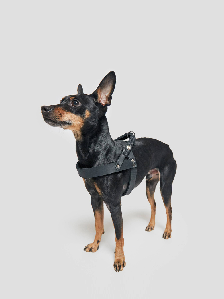 Harness Central Park - Black