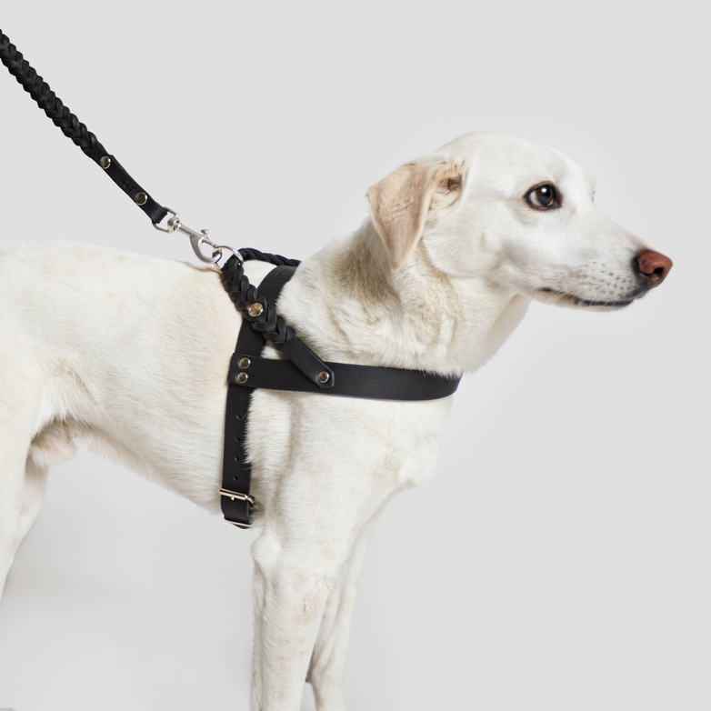 Harness Central Park - Black