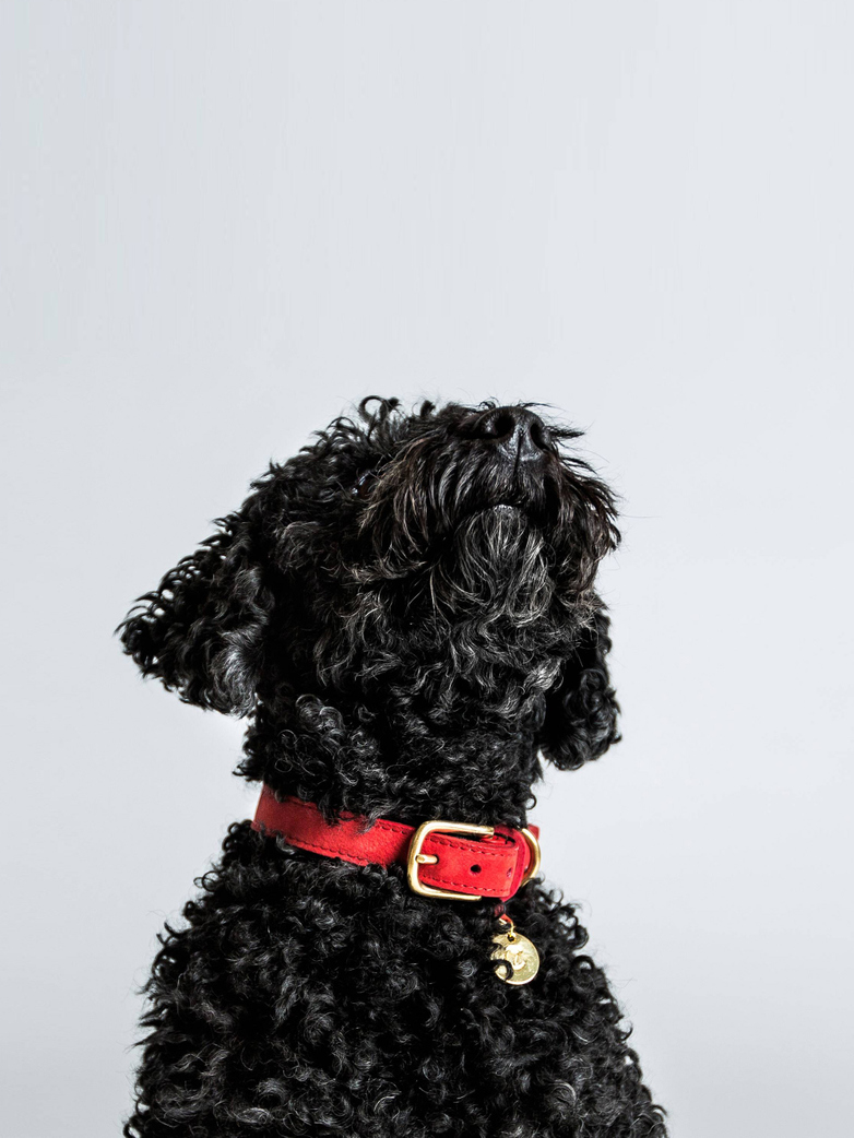 Collar Tiergarten - Nubuk Cherry Red