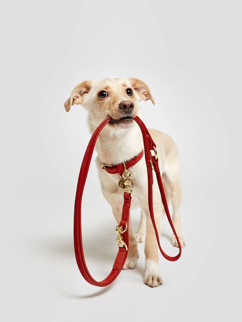 Leash Tiergarten - Nubuk Cherry Red