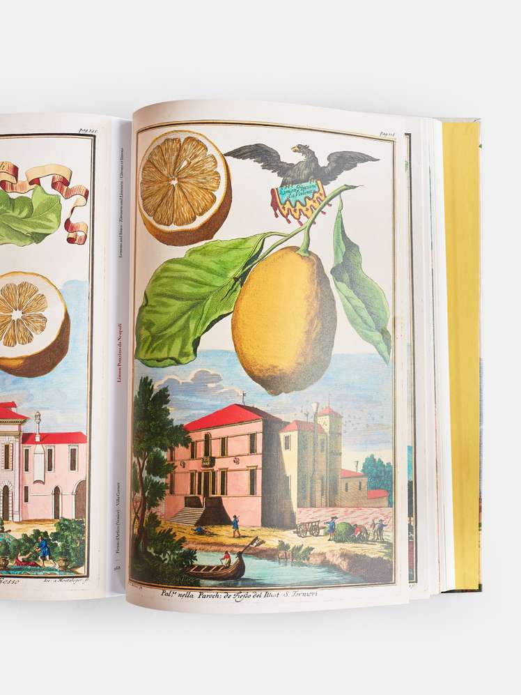 The Book of Citrus Fruits — Coffee table books | Artilleriet