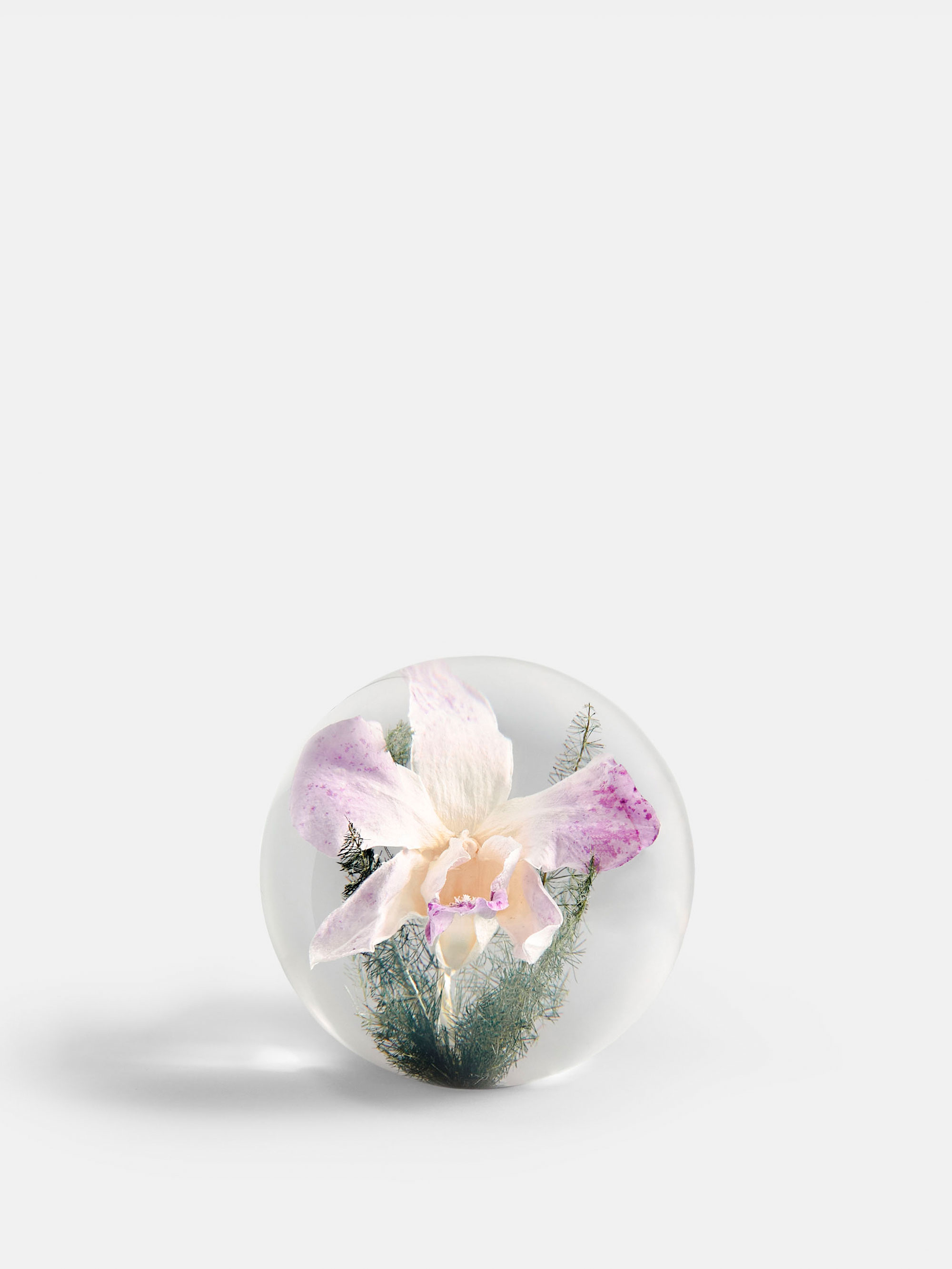 53581 1cc2d2e658 Pink Orchid Portrait