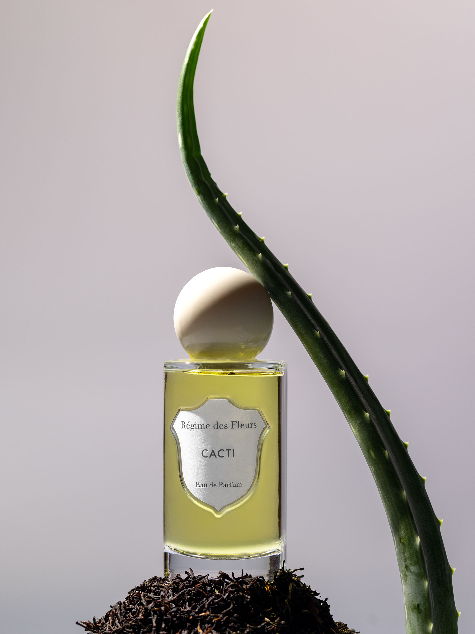 55362 359a491b41 Cacti Hero Portrait