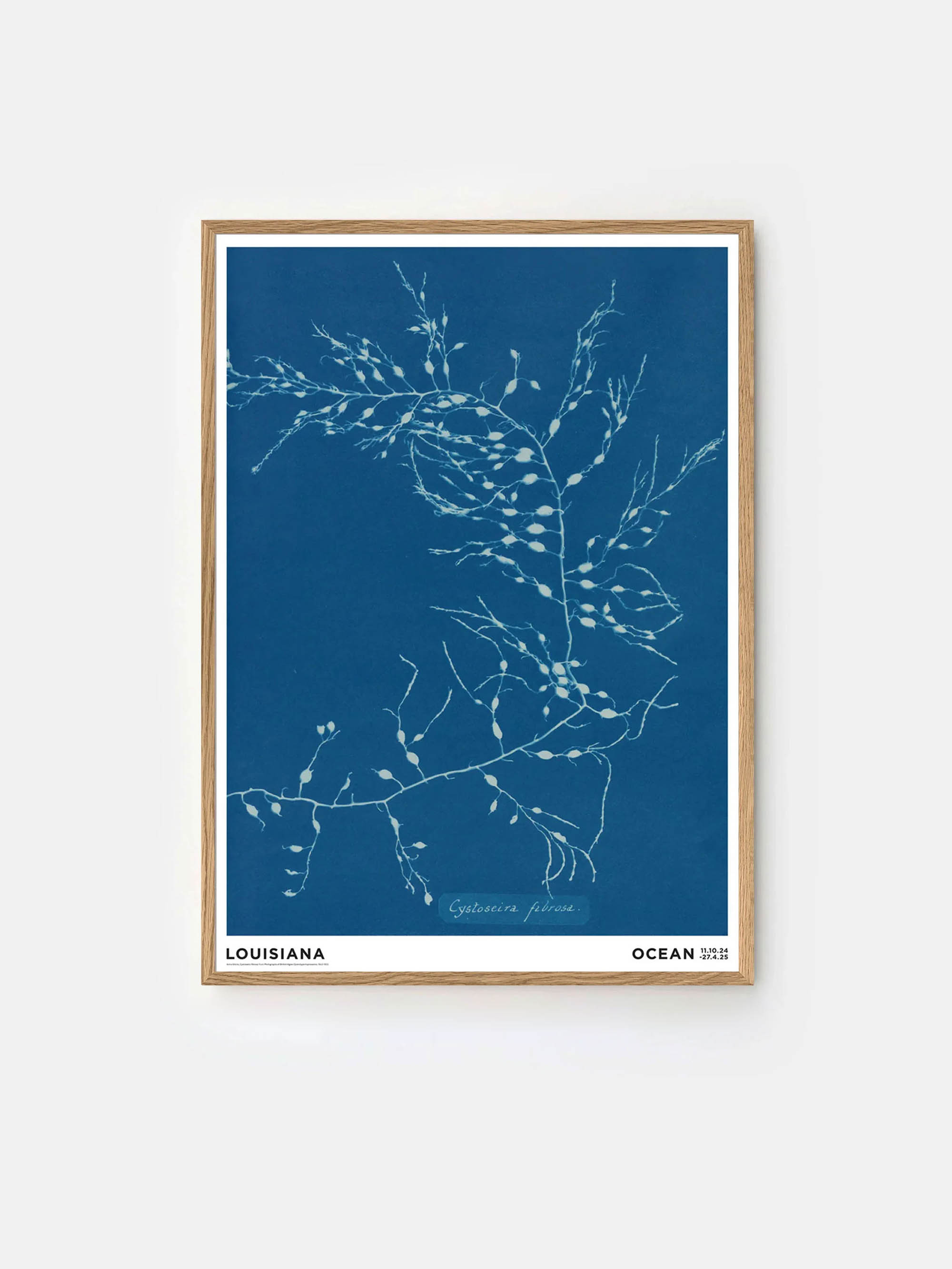 56823 0b866fda6a Anna Atkins Oak Portrait