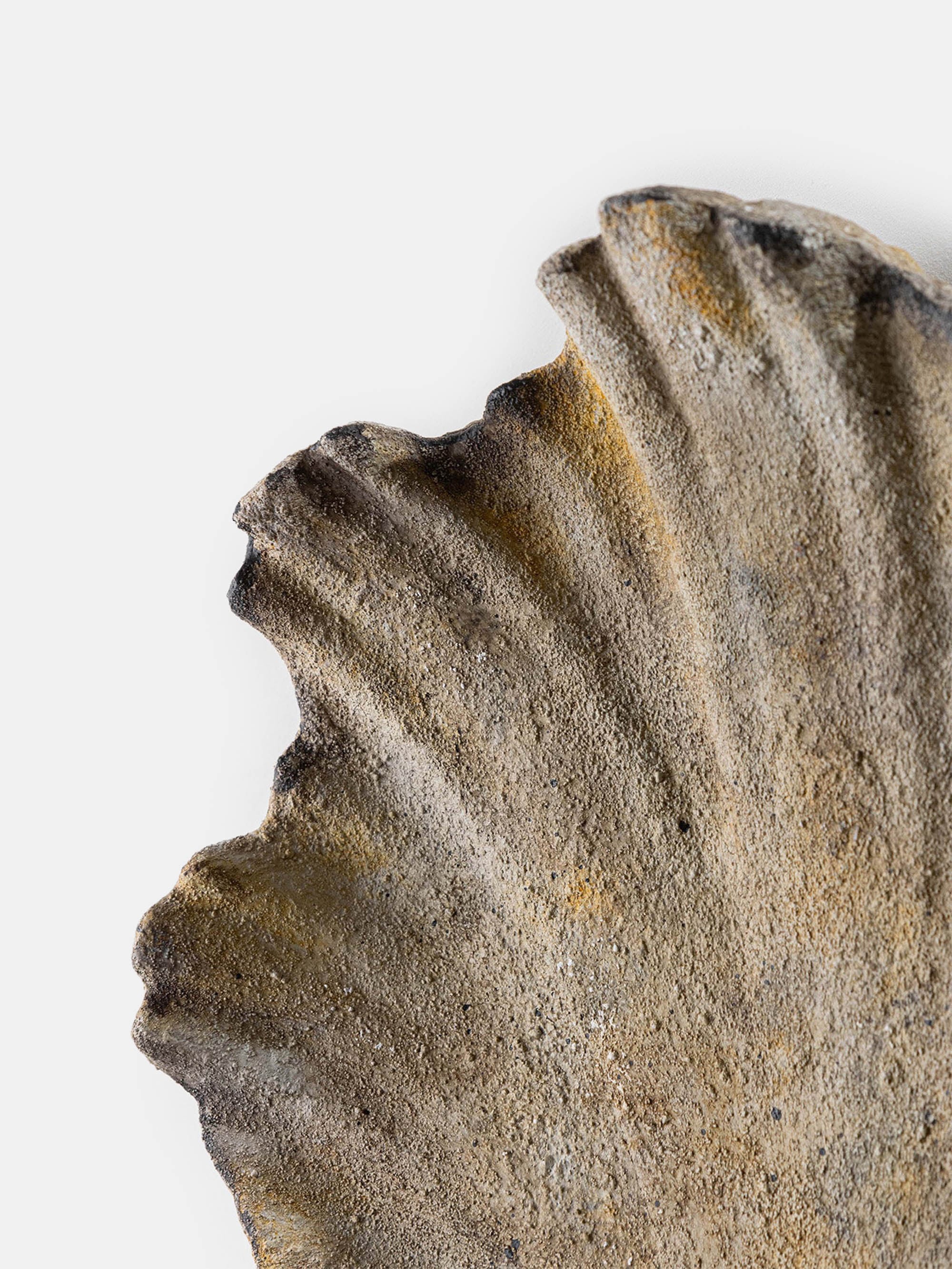 62069 C90968ee69 Scallop Shell Wall Light Small Burnt Stone Detail Portrait