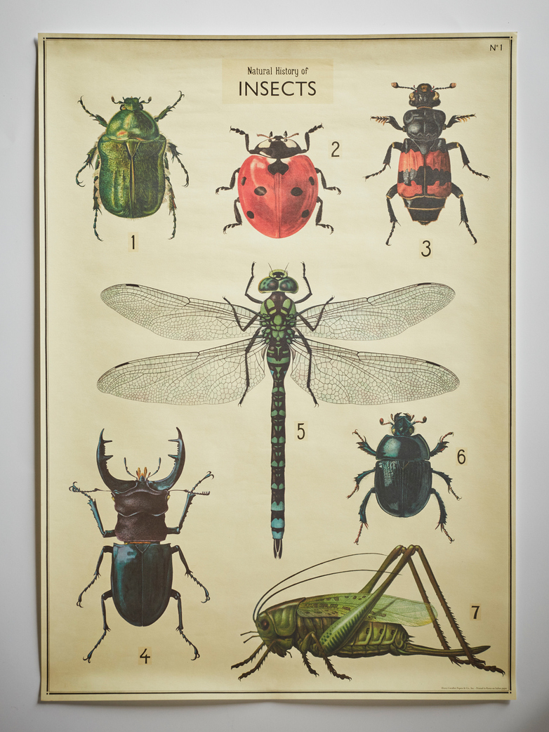 Poster Natural History of Insects